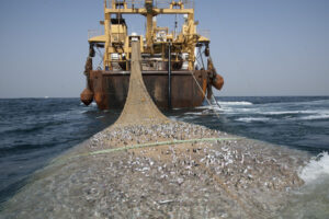 découvrez l'importance des pêcheries durables pour la préservation des océans. apprenez comment des pratiques de pêche responsables contribuent à la biodiversité marine et à la santé de nos mers, tout en soutenant les communautés de pêcheurs.