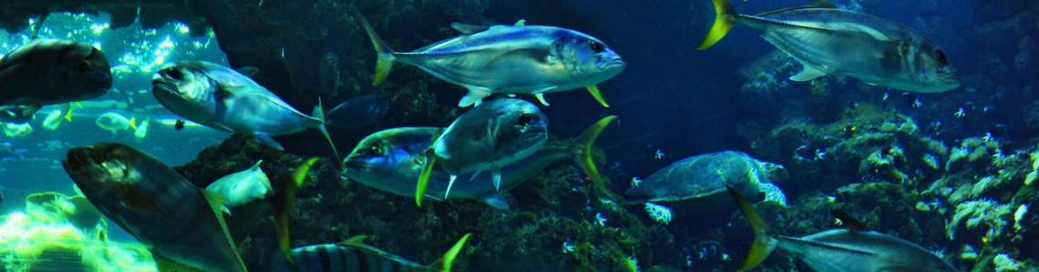 découvrez l'impact de l'activité humaine sur la biodiversité océanique et les enjeux cruciaux de la préservation des écosystèmes marins. plongez dans les défis auxquels font face nos océans et les solutions pour protéger la richesse de la vie marine.