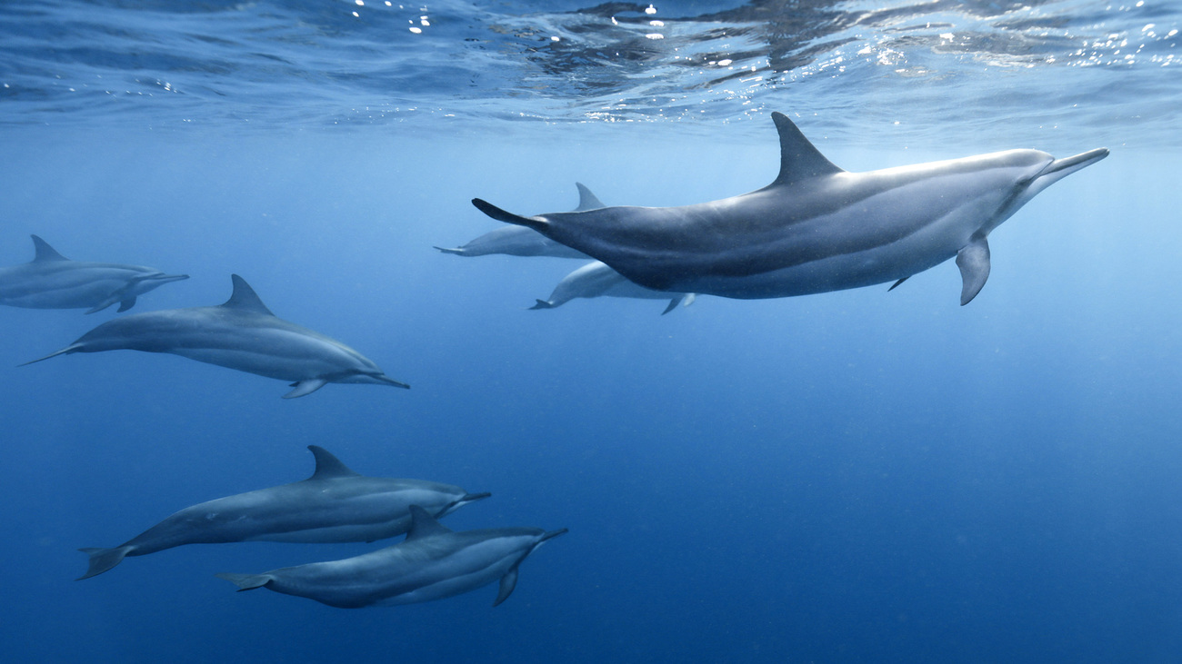 découvrez l'impact crucial de la biodiversité océanique sur notre écosystème marin. explorez les enjeux environnementaux et les actions nécessaires pour préserver la richesse des océans, un trésor vital pour la planète.