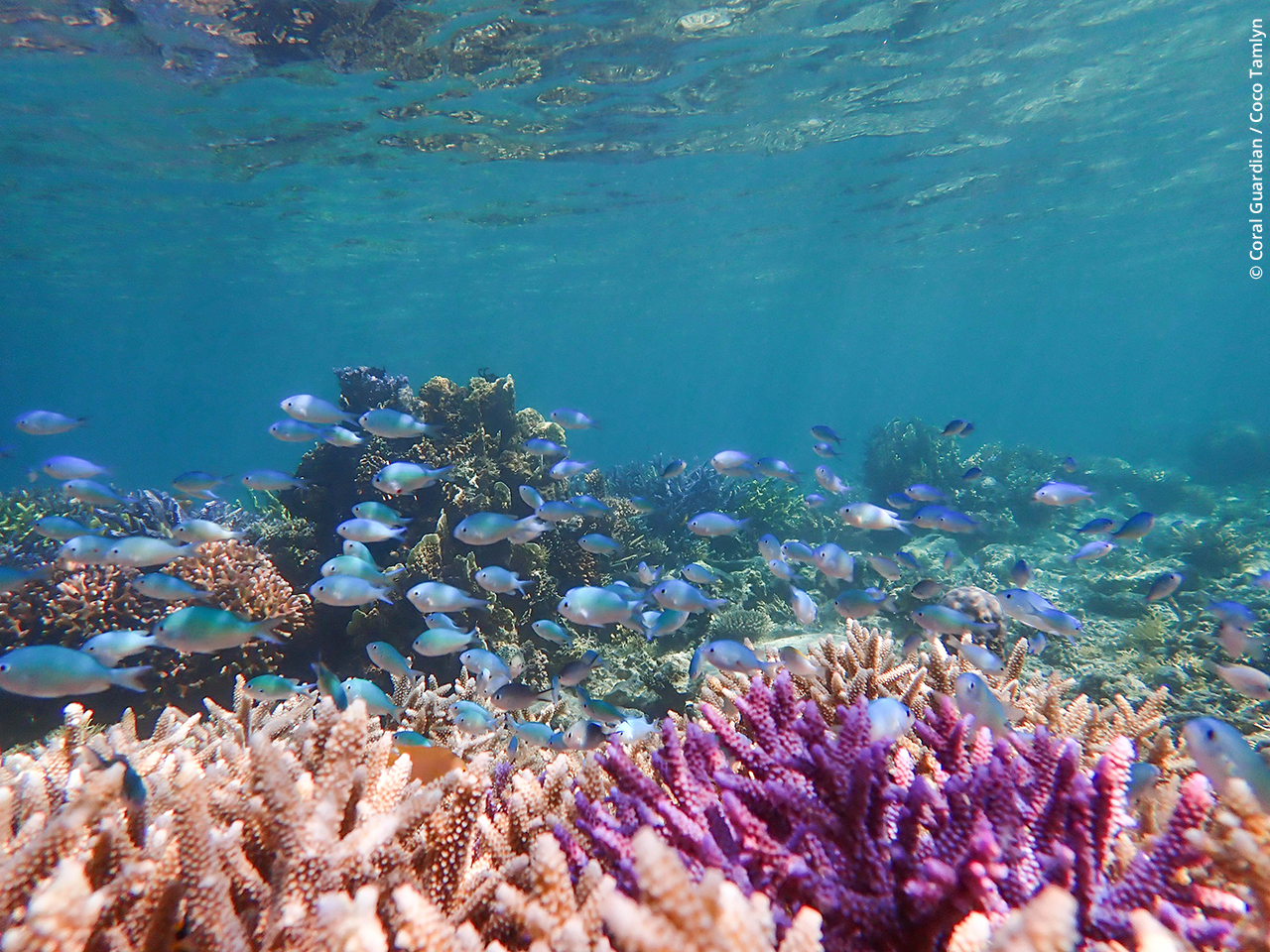 découvrez comment les partenariats marins façonnent un avenir durable pour nos océans. explorez les initiatives innovantes et les collaborations internationales qui protègent les écosystèmes marins tout en favorisant le développement économique.