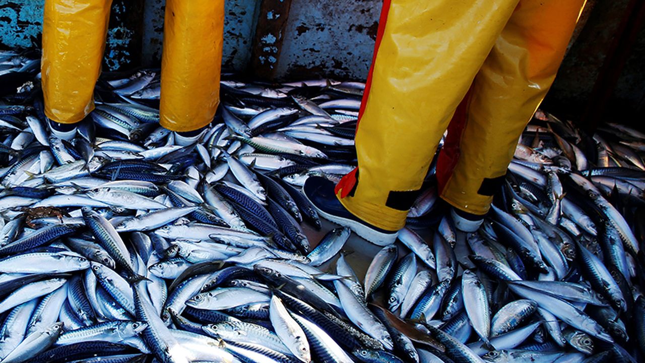 découvrez l'importance des pêcheries durables pour la préservation de nos océans. apprenez comment des pratiques responsables garantissent une pêche équitable, soutiennent les écosystèmes marins et assurent un avenir durable pour les générations futures.