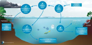 découvrez l'importance de la biodiversité marine, ses enjeux écologiques et son impact sur notre planète. apprenez comment préserver cet environnement fragile tout en profitant de ses richesses.