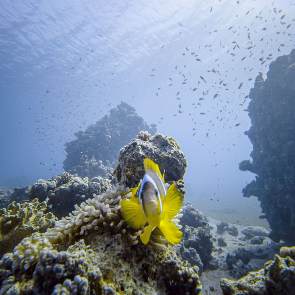 découvrez l'importance cruciale de la biodiversité marine pour l'équilibre des écosystèmes marins et terrestres. explorez comment la préservation des espèces et des habitats marins contribue à la santé de notre planète et à notre bien-être.