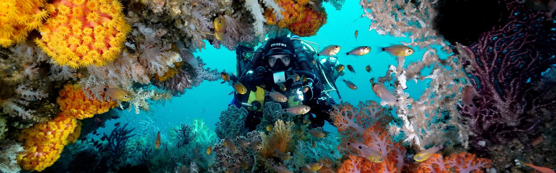 découvrez l'importance cruciale de la biodiversité marine pour notre écosystème. plongez dans les enjeux de la préservation des espèces marines et leur rôle vital dans la santé des océans et le bien-être de notre planète.