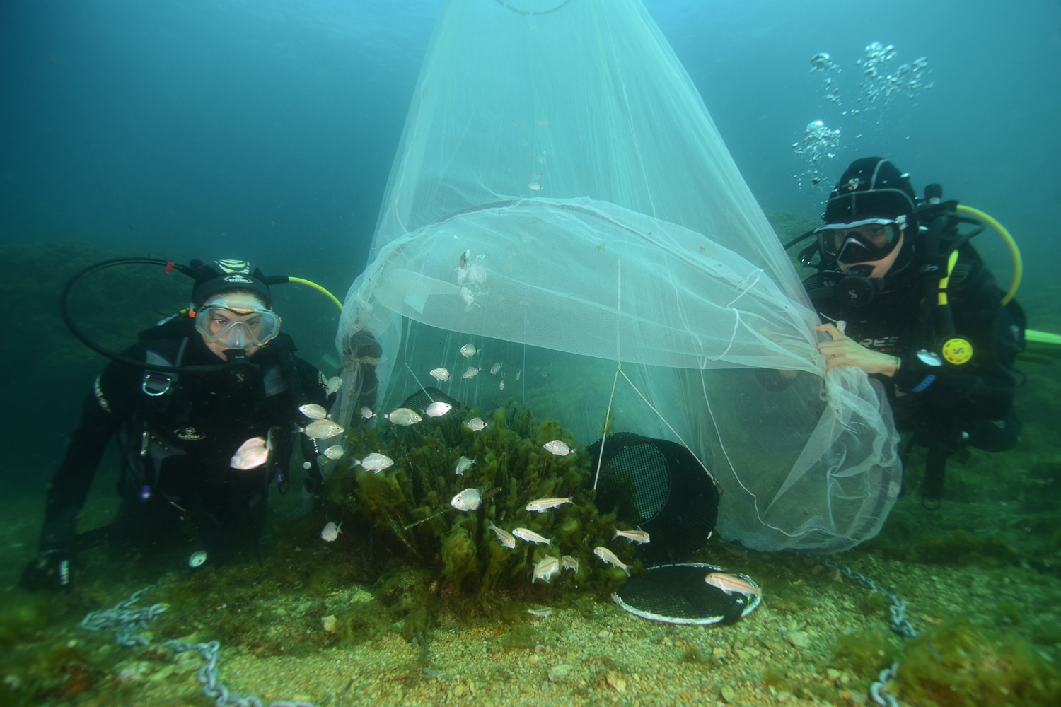 discover the importance of marine biodiversity for the health of our oceans and the planet. explore the fascinating species, fragile ecosystems and conservation initiatives that preserve this vital natural wealth.