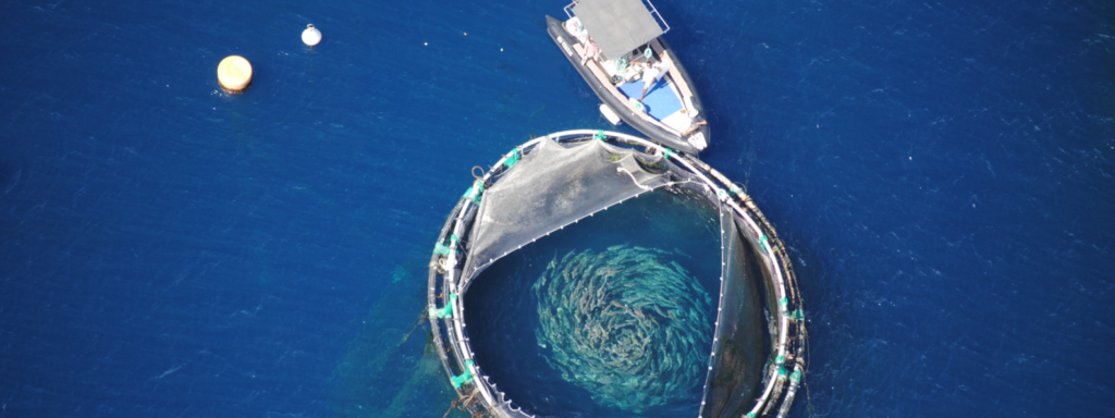 découvrez l'importance de l'aquaculture durable pour la préservation des océans. apprenez comment des pratiques respectueuses de l'environnement peuvent contribuer à la biodiversité marine et assurer un avenir viable pour les ressources aquatiques.