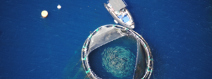 découvrez l'importance de l'aquaculture durable pour la préservation des océans. apprenez comment des pratiques respectueuses de l'environnement peuvent contribuer à la biodiversité marine et assurer un avenir viable pour les ressources aquatiques.