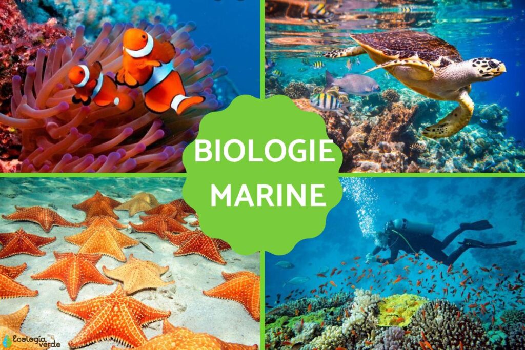 découvrez l'impact de la barre sinoussi sur la biologie marine, une étude approfondie qui explore son rôle crucial dans les écosystèmes marins, les espèces affectées et les implications pour la préservation de la biodiversité.