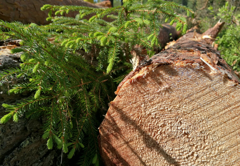 découvrez marc palahi, un leader reconnu dans le domaine de la recherche forestière, qui s'engage à promouvoir des pratiques durables et innovantes pour la gestion des forêts. suivez ses contributions et impact dans la préservation de notre environnement.