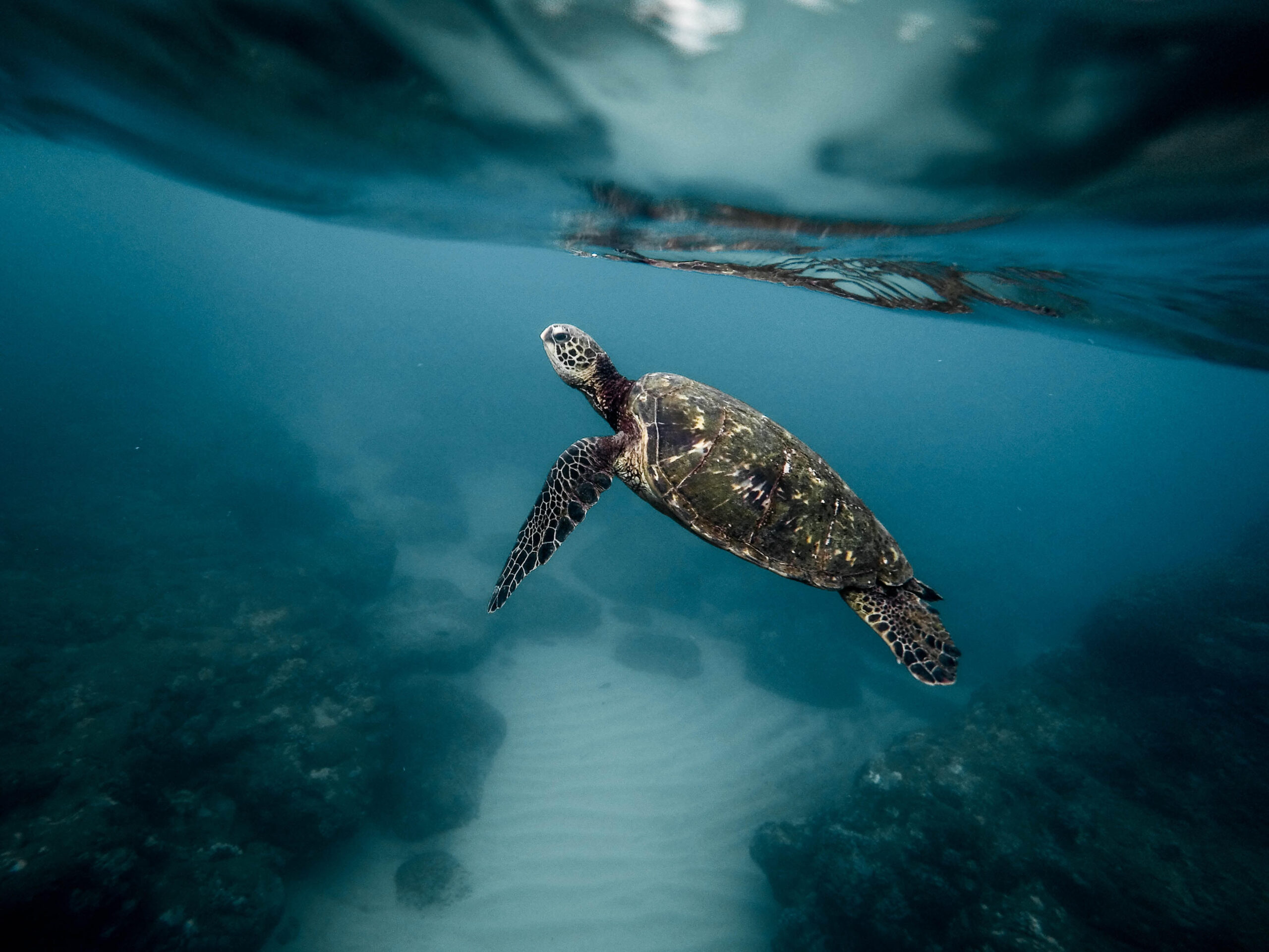 découvrez l'importance de la préservation des écosystèmes marins, un enjeu crucial pour la biodiversité et la santé de notre planète. apprenez comment protéger ces habitats uniques et contribuer à un avenir durable.