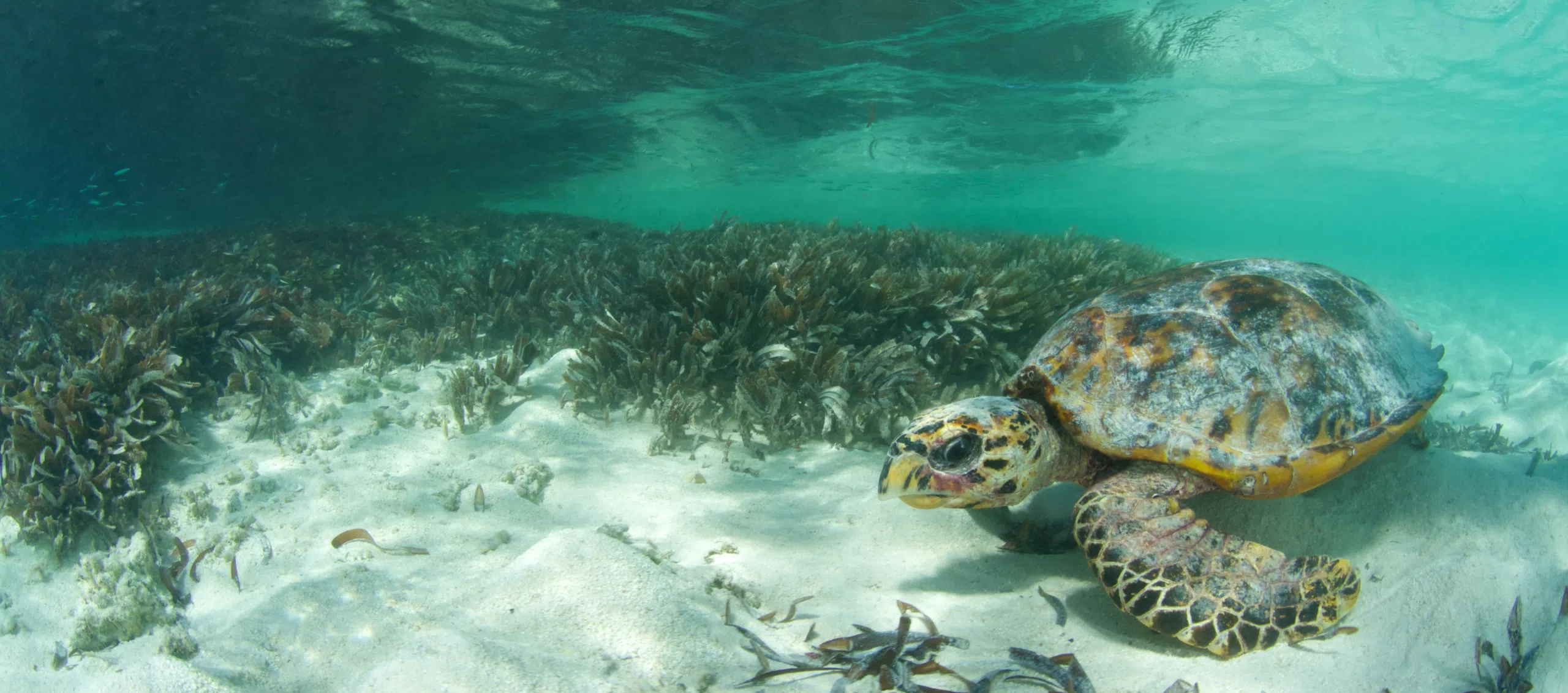 discover the importance of preserving marine ecosystems for the biodiversity and health of our planet. learn effective strategies to protect these critical habitats from threats like pollution and climate change.