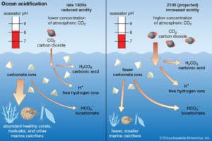 découvrez les enjeux de l'acidification des océans, un phénomène alarmant causé par l'augmentation des émissions de co2. apprenez comment cette transformation menace la biodiversité marine, l'écosystème et les communautés côtières. informez-vous sur les solutions possibles pour préserver nos océans.