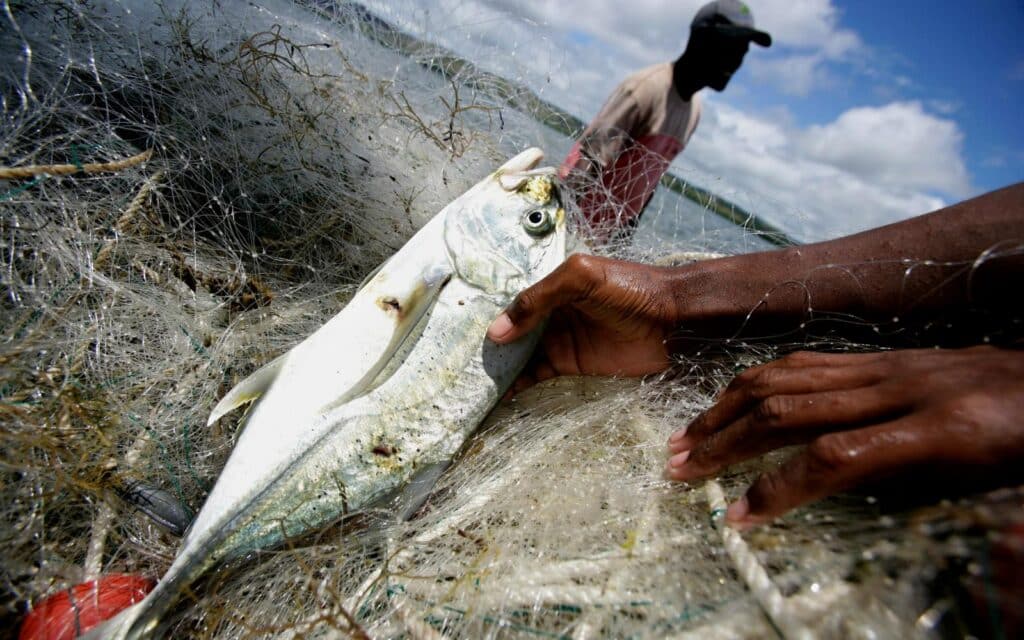 découvrez l'importance de la pêche durable et son impact positif sur l'environnement. apprenez comment des pratiques responsables préservent les ressources marines et protègent les écosystèmes tout en soutenant les communautés de pêcheurs.