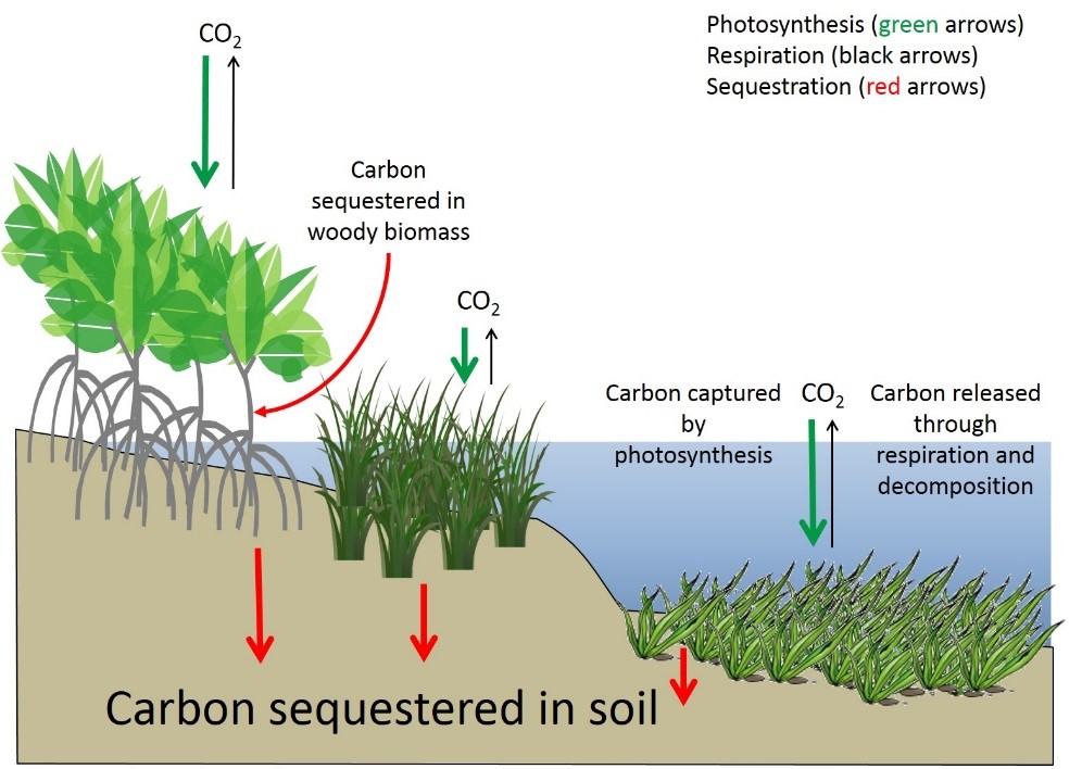 découvrez les enjeux et les techniques de la séquestration carbone, une solution essentielle pour lutter contre le changement climatique. apprenez comment cette méthode permet de capturer et stocker le dioxyde de carbone, contribuant ainsi à réduire les émissions de gaz à effet de serre.