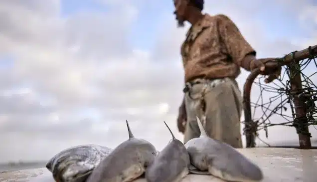 découvrez les enjeux de la pêche durable en somalie, un pays aux richesses maritimes inestimables. explorez les initiatives locales visant à préserver les écosystèmes marins tout en soutenant les communautés de pêcheurs. engagez-vous pour un avenir maritime responsable et respectueux de l'environnement.