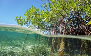 découvrez l'importance cruciale des mangroves pour l'écosystème, la biodiversité et la protection des côtes. apprenez comment ces forêts maritimes contribuent à la lutte contre le changement climatique et soutiennent les communautés locales.