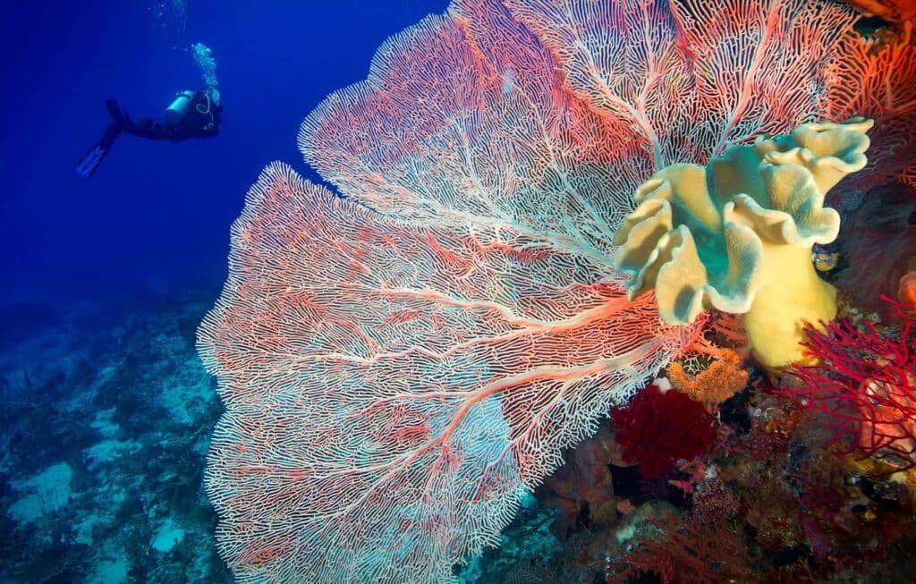 découvrez les secrets fascinants des récifs coralliens, ces écosystèmes marins riches en biodiversité. plongez dans un monde coloré où coraux, poissons exotiques et autres espèces marines cohabitent, et apprenez comment protéger ces trésors fragiles de la nature.