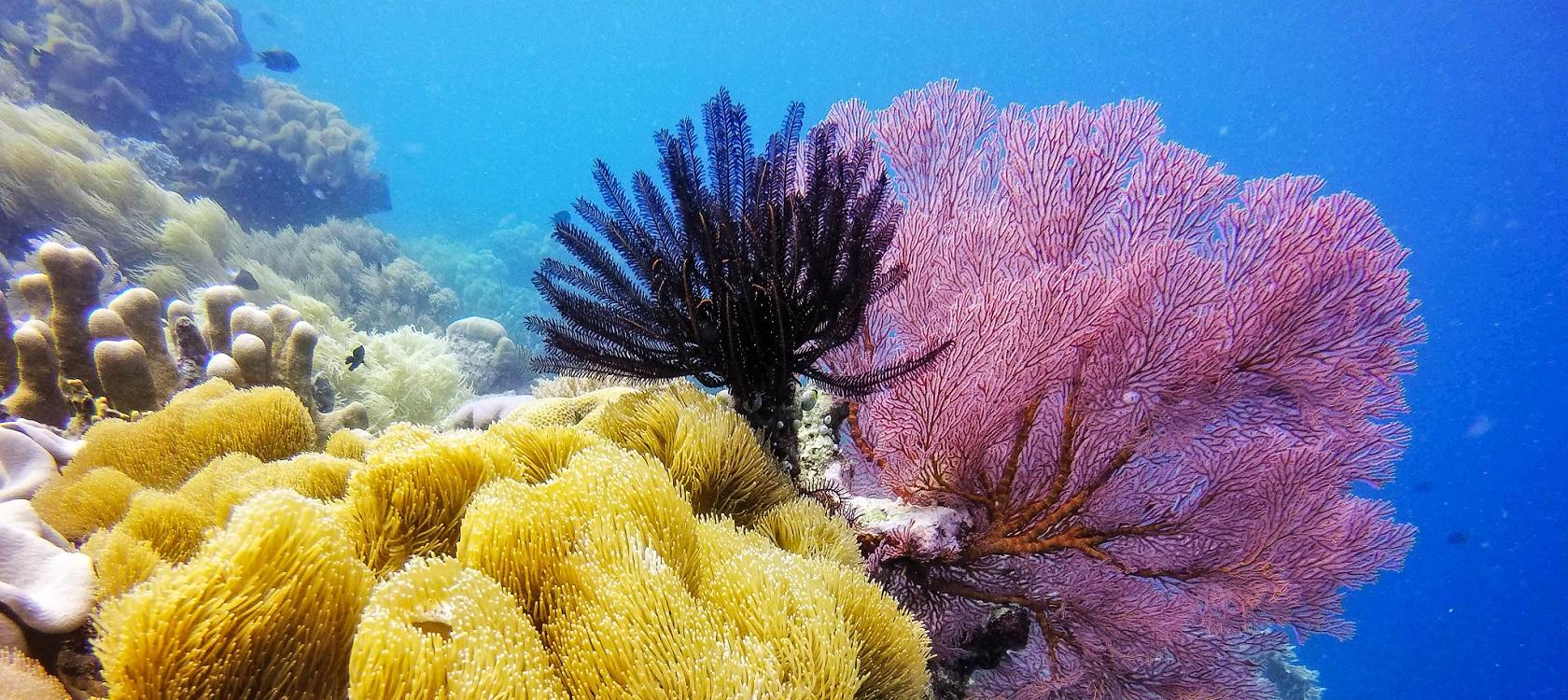 discover the importance of marine conservation and biodiversity in maintaining the balance of oceanic ecosystems. explore initiatives, challenges, and solutions to protect our natural heritage and ensure a sustainable future for generations to come.