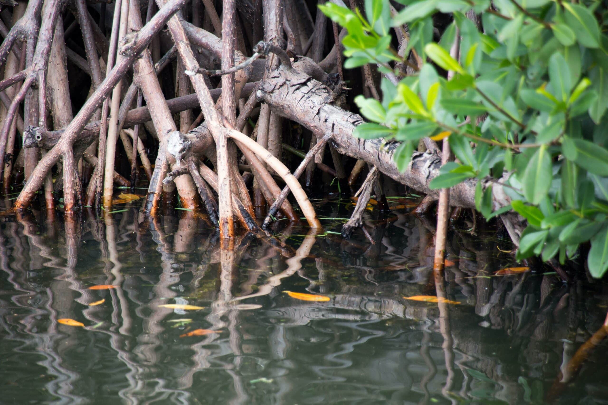 discover the crucial importance of mangroves for the marine and terrestrial ecosystem. these precious wetlands protect biodiversity, regulate the climate, and provide vital resources for local communities. learn how they contribute to the fight against climate change and the preservation of our planet.