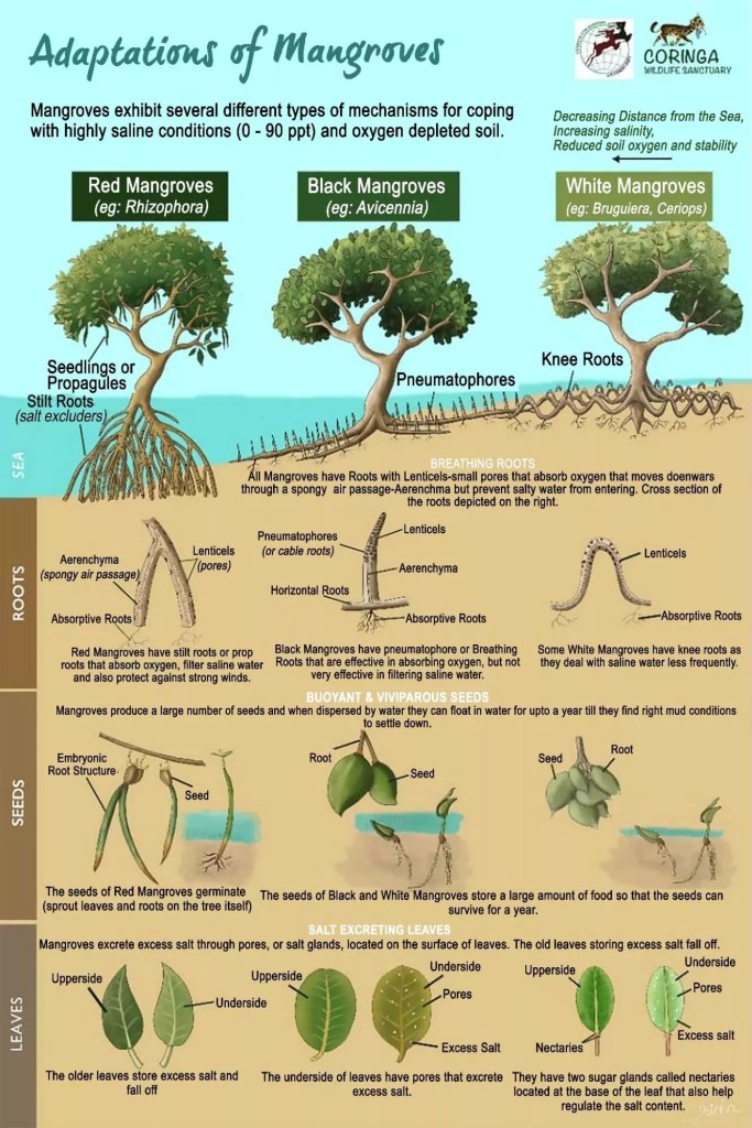 discover the importance of mangroves for the marine and terrestrial ecosystem. these unique ecosystems play a crucial role in coastal protection, biodiversity, and the fight against climate change. learn how to preserve these precious natural resources.