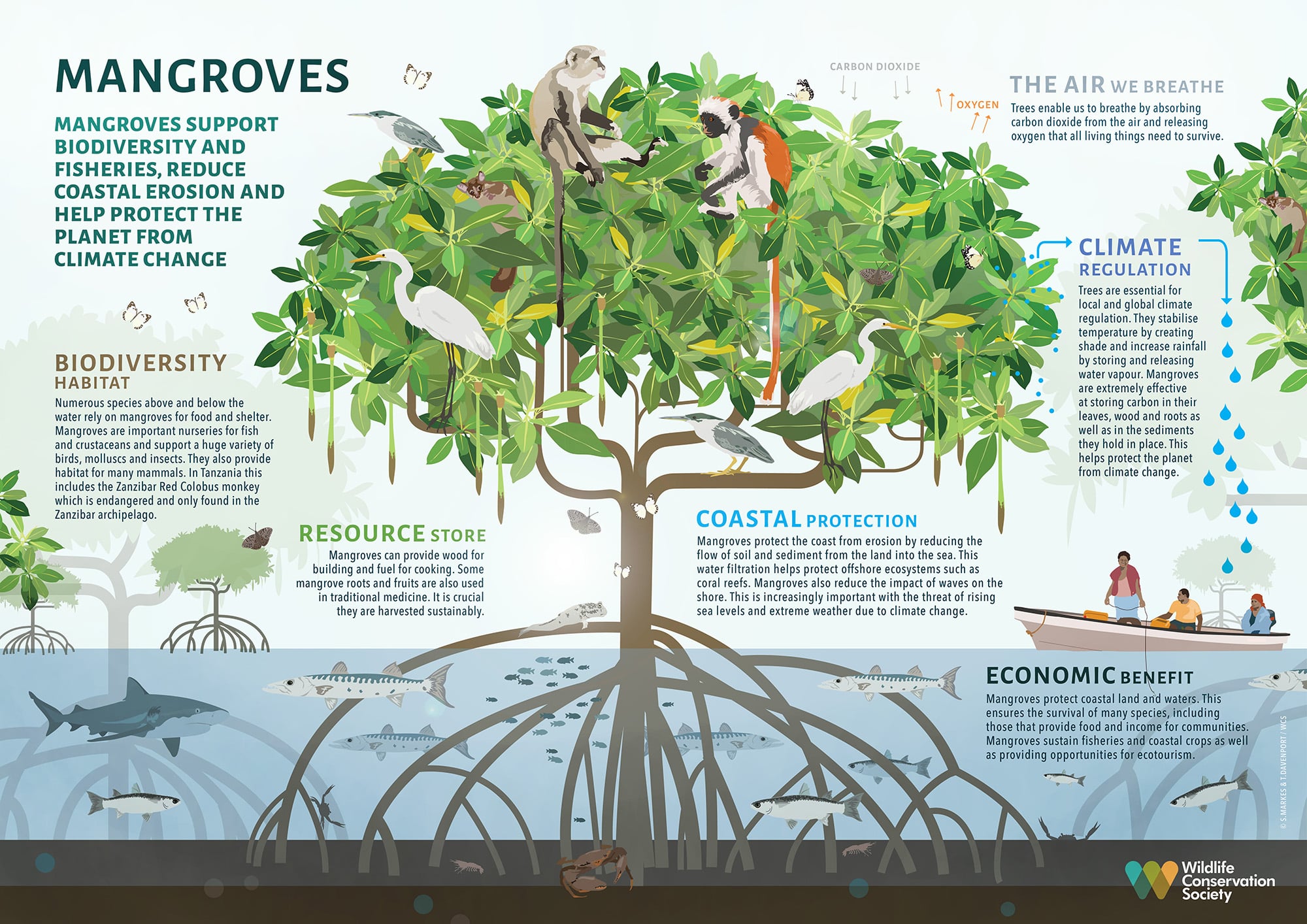 discover the crucial importance of mangroves for the marine ecosystem, biodiversity, and coastal protection. delve into their environmental, economic, and social benefits, and understand why it is essential to preserve these unique habitats.