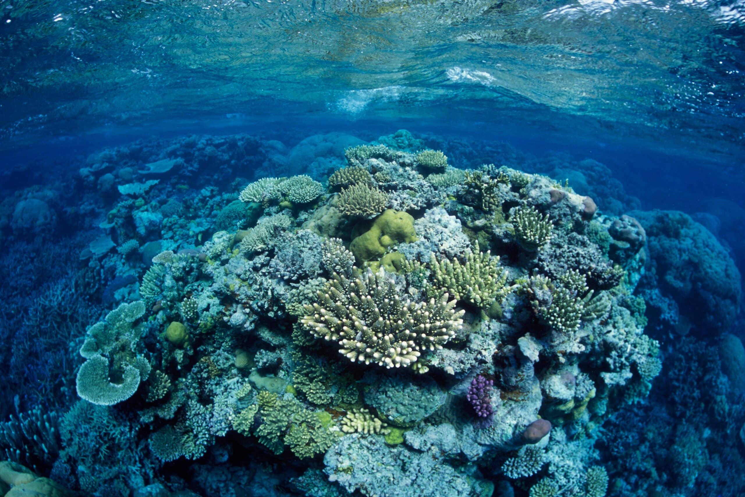 discover the fascinating mysteries of coral reefs, these vibrant marine ecosystems that harbor incredible biodiversity. dive into the world of corals, from their formation to their importance for the health of the oceans. learn how to protect these threatened natural treasures and explore their well-guarded secrets.