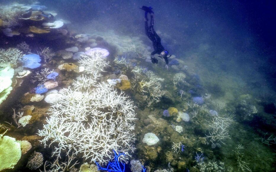 discover the fascinating secrets of coral reefs, these marine ecosystems rich in biodiversity. explore their importance, beauty, and the threats that jeopardize their existence. dive into the heart of this colorful universe and learn how to protect these treasures of the sea.