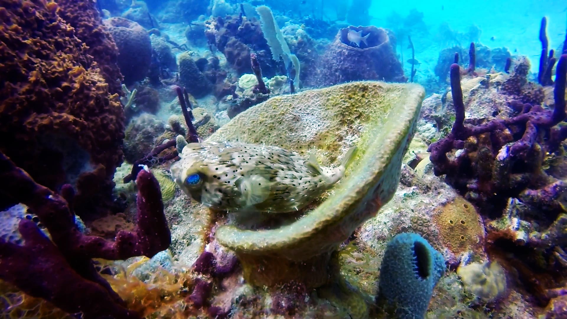 discover the fascinating mysteries of coral reefs, these unique marine ecosystems that harbor incredible biodiversity and play a crucial role in the balance of our oceans. dive into the secrets of their formation, beauty, and preservation.