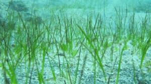 découvrez l'importance cruciale des herbiers marins pour la biodiversité marine, la protection des côtes et la lutte contre le changement climatique. explorez leur rôle essentiel dans l'écosystème marin et pourquoi il est incontournable de les préserver.