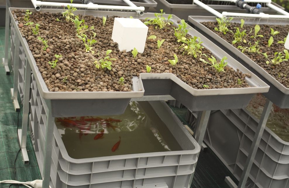 découvrez l'aquaponie, un système innovant de culture agroécologique combinant la pêche et l'horticulture. apprenez à cultiver vos propres fruits et légumes tout en élevant des poissons, le tout dans un équilibre durable et respectueux de l'environnement.