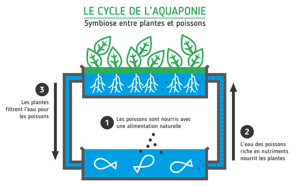 découvrez l'aquaponie, une méthode de culture innovante alliant aquaculture et agriculture, permettant de produire des légumes et du poisson de manière durable et écologique. apprenez les principes de cette technique respectueuse de l'environnement, idéale pour les jardiniers urbains et les passionnés de permaculture.