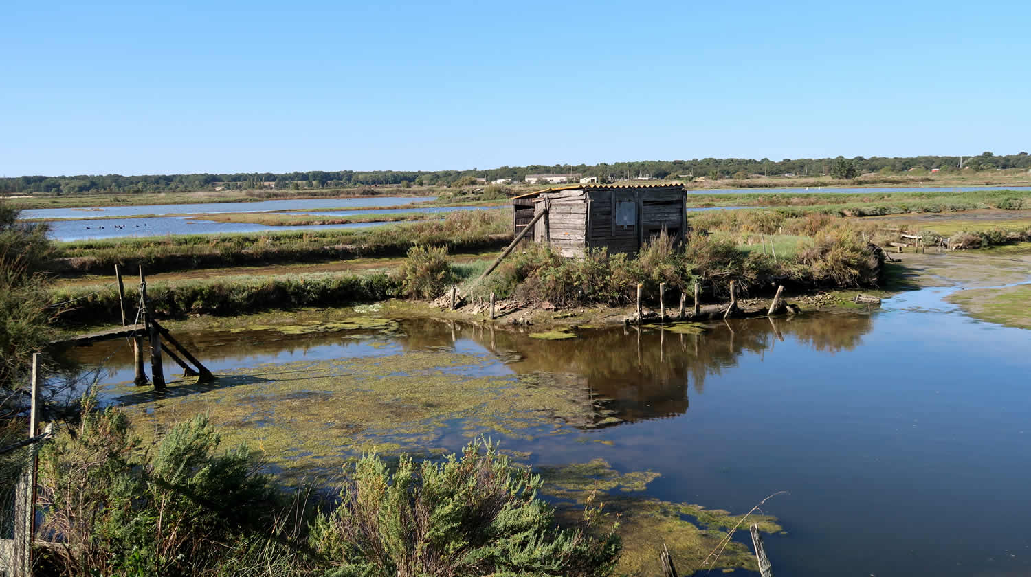 discover the maritime ecosystem, a fascinating setting where marine biodiversity thrives. explore the interactions between species, the importance of oceans for our planet, and the challenges of preserving this essential natural heritage.
