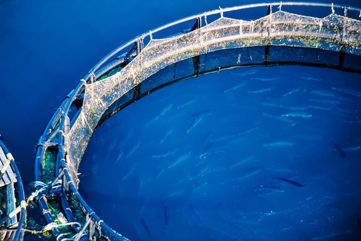 découvrez comment les énergies renouvelables transforment l'aquaculture en apportant des solutions durables et innovantes pour la production alimentaire, tout en préservant notre environnement.