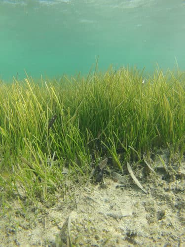 discover the importance of seagrasses for marine biodiversity, coastal protection, and carbon storage. learn how these underwater ecosystems play a crucial role in maintaining ecological balance and combating climate change.