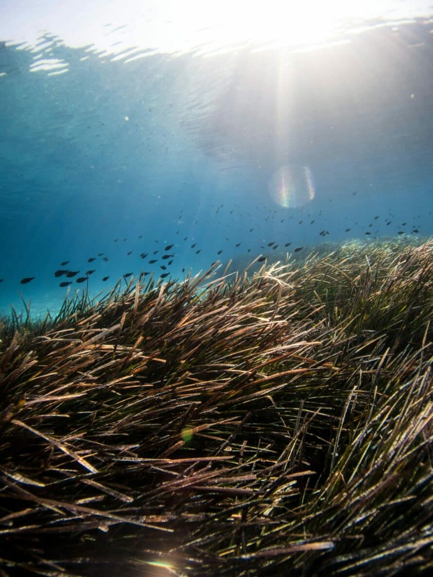 discover the importance of seagrasses, essential for marine biodiversity, coastal protection, and combating climate change. learn how these fragile ecosystems support aquatic life and contribute to ocean health.