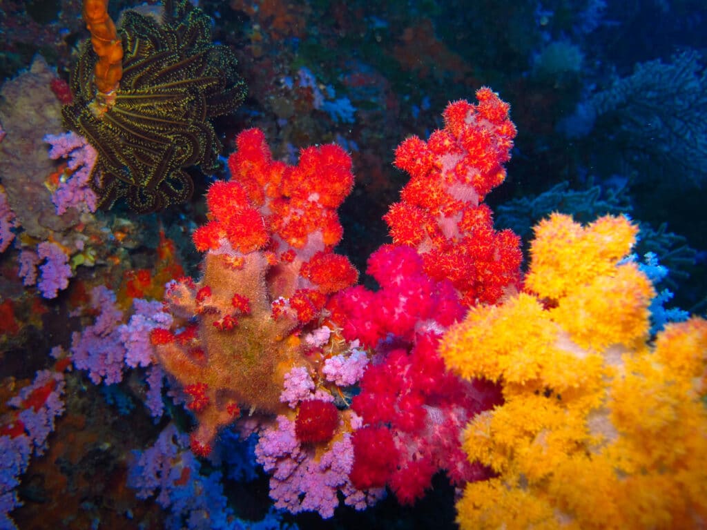 découvrez l'héritage de ruth gates, pionnière en biologie des coraux, et son impact sur la recherche marine. explorez ses contributions à la compréhension des écosystèmes coralliens et son engagement pour la protection de ces précieux habitats marins.