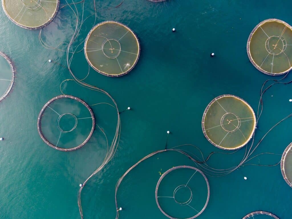 découvrez la mariculture durable, une méthode innovante d'élevage aquatique respectueuse de l'environnement. apprenez comment cette pratique protège les écosystèmes marins tout en répondant aux besoins croissants en produits de la mer. explorez les avantages économiques, écologiques et sociaux d'une aquaculture responsable pour un avenir marin durable.