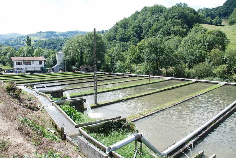 discover how sustainable urban aquaculture transforms our cities into resilient ecosystems, combining responsible food production and ecological innovation.