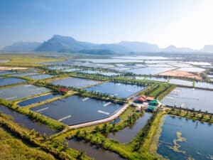 découvrez l'aquaculture urbaine durable : une solution innovante pour produire des aliments frais en milieu urbain tout en préservant l'environnement. apprenez comment cette pratique permet de consommer de manière responsable et de réduire l'empreinte écologique.