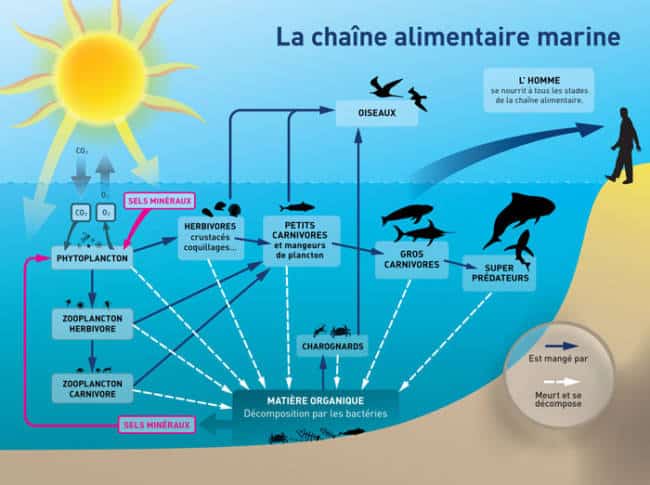 découvrez l'importance cruciale de la chaîne alimentaire marine pour l'équilibre des écosystèmes océaniques. explorez comment chaque maillon, des phytoplanctons aux prédateurs marins, joue un rôle vital dans la conservation de la biodiversité et la santé des mers.