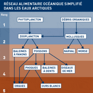 découvrez l'importance cruciale de la chaîne alimentaire marine pour l'équilibre des écosystèmes marins. explorez comment chaque espèce joue un rôle essentiel dans la biodiversité, le cycle des nutriments et la régulation des populations. apprenez également comment la pollution et les activités humaines menacent cette chaîne vitale et ce que nous pouvons faire pour la préserver.