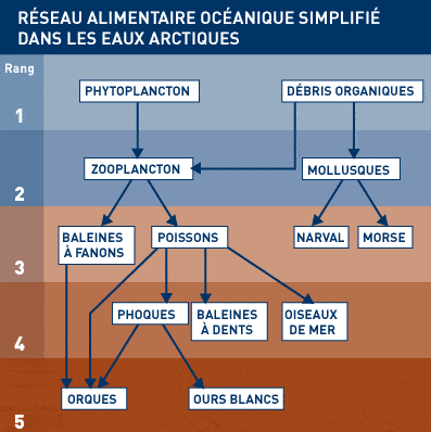 découvrez l'importance cruciale de la chaîne alimentaire marine pour l'équilibre des écosystèmes marins. explorez comment chaque espèce joue un rôle essentiel dans la biodiversité, le cycle des nutriments et la régulation des populations. apprenez également comment la pollution et les activités humaines menacent cette chaîne vitale et ce que nous pouvons faire pour la préserver.