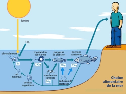 découvrez l'importance de la chaîne alimentaire marine, un équilibre écologique essentiel qui soutient la vie océanique. comprenez comment chaque organisme, des phytoplanctons aux grands prédateurs, interagit pour maintenir la santé des écosystèmes marins.