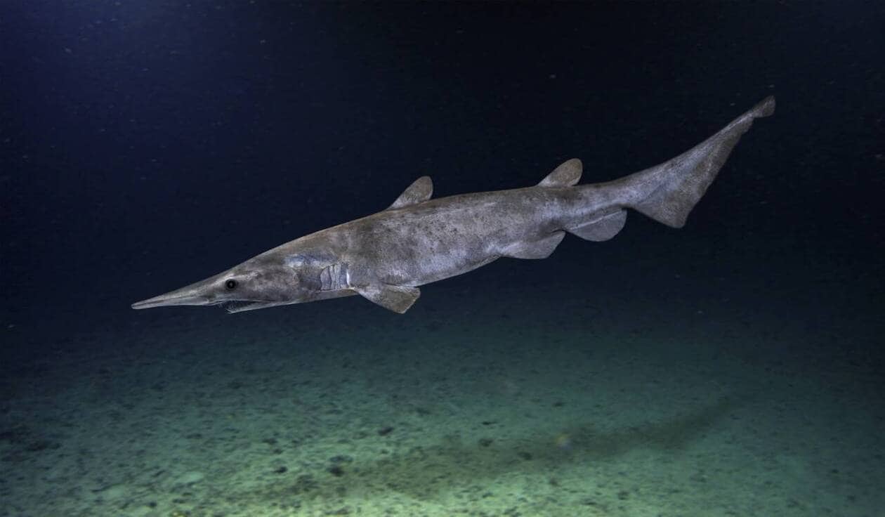 explorez les mystères des courants marins et découvrez comment ils influencent nos océans et notre climat. plongez dans l'univers fascinant des mouvements d'eau à travers le globe.